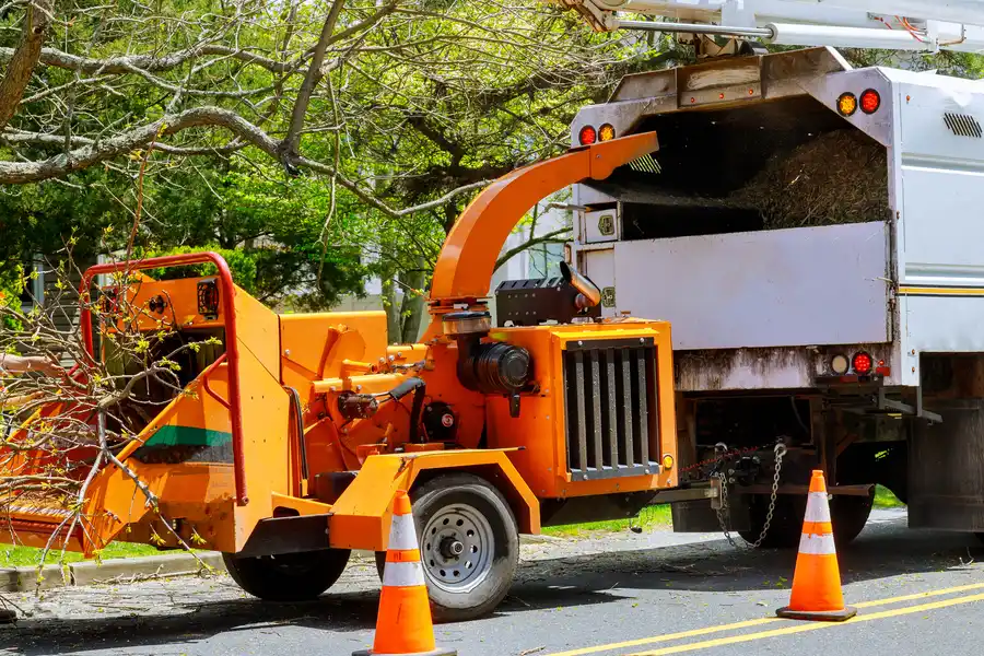 Common Risks Of Delaying Tree Removal On Your Property in Somerset, NJ