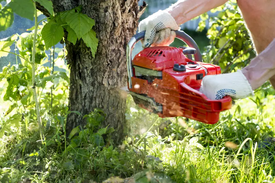 Common Risks Of Delaying Tree Removal On Your Property in Somerset, NJ