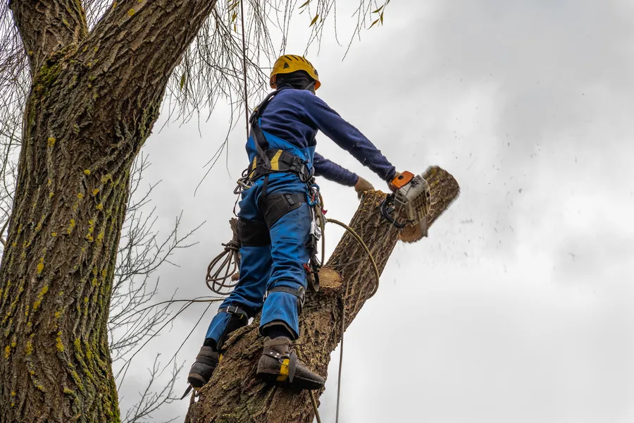 Excellent Tree Cutting Service in Somerset, NJ