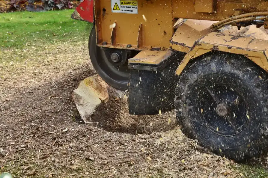 How Stump Grinding Affects Soil And Plant Health in Somerset, NJ