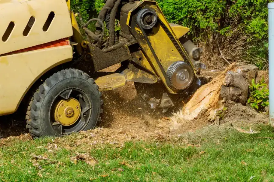 How Stump Grinding Prevents Pest Infestations in Somerset, NJ