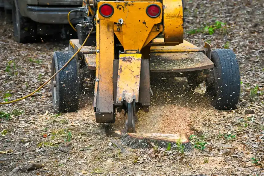 How Stump Grinding Prevents Pest Infestations in Somerset, NJ