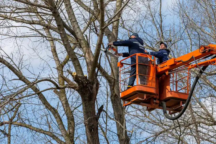 Local Tree Removal in Somerset, NJ