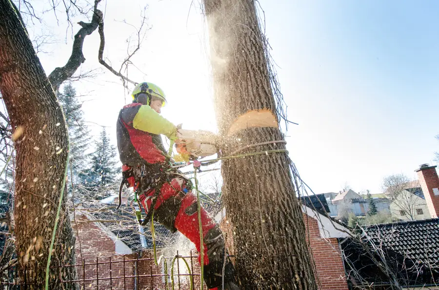 Quality Tree Cutting Service in Somerset, NJ