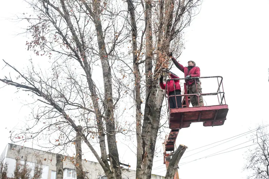 The Role Of Tree Trimming In Preventing Storm Damage in Somerset, NJ