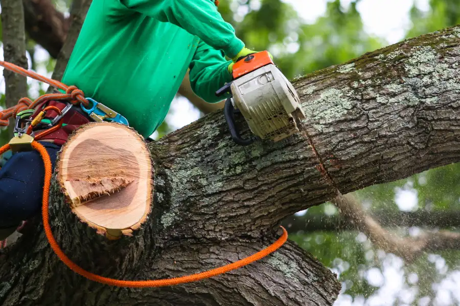 Top-rated Tree Trimming in Somerset, NJ