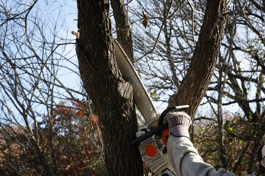 Tree Removal And Its Role In Storm Preparation in Somerset, NJ