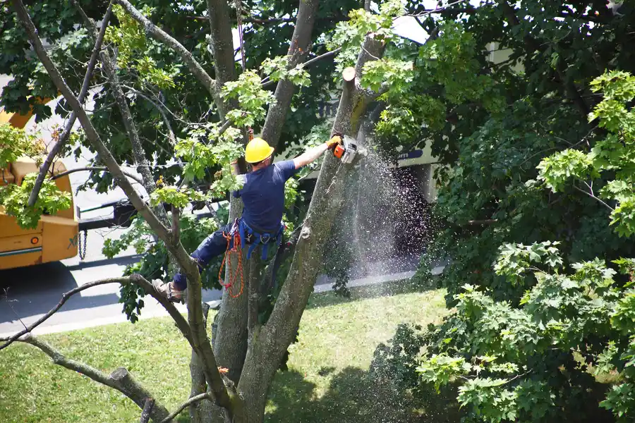 Tree Removal And Its Role In Storm Preparation in Somerset, NJ