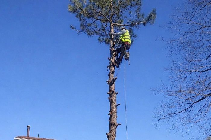 Tree Expert in Somerset, NJ Tree Expert in Somerset, NJ